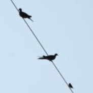 Birds on power line